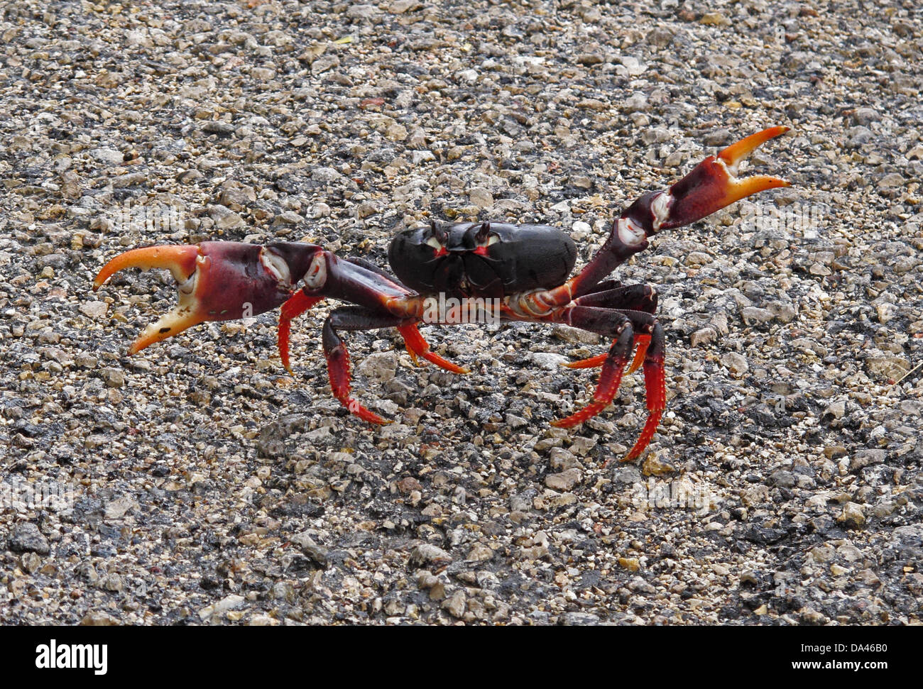 Black Land Crab (Gecarcinus ruricola) dark morph adult with claws raised in threat display crossing road on spring migration Stock Photo