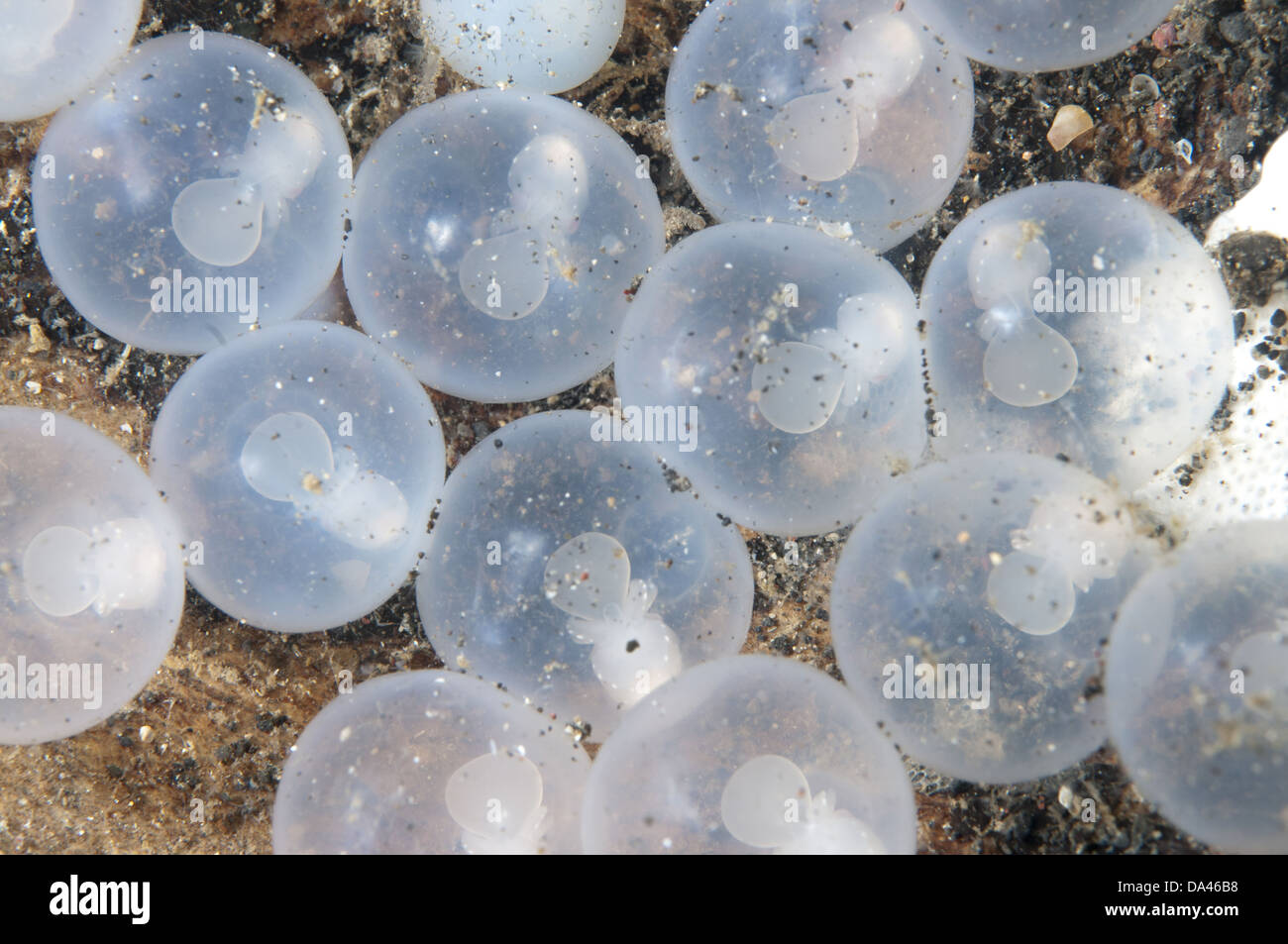 Baby flamboyant cuttlefish hi-res stock photography and images - Alamy