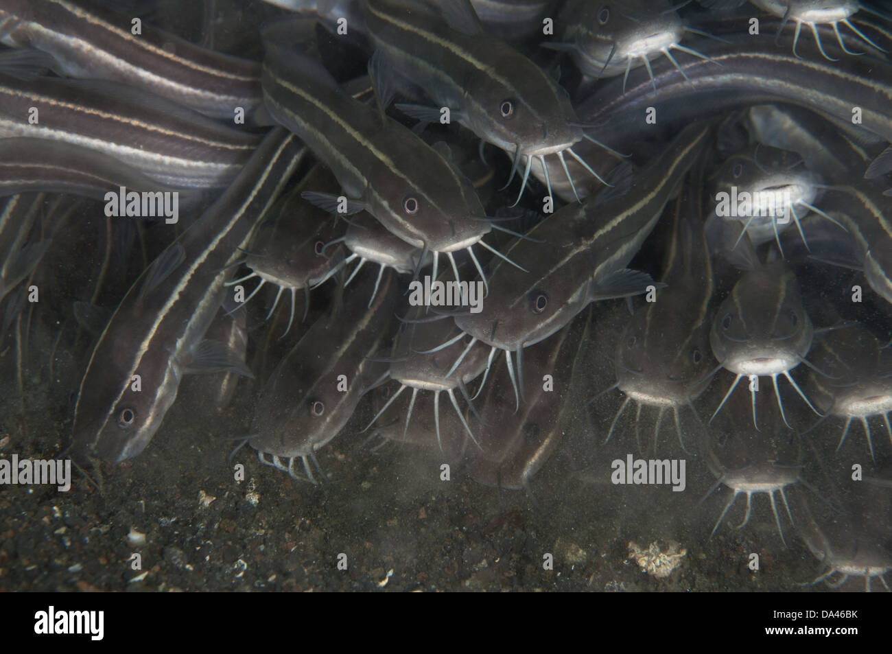Striped Catfish (Plotosus lineatus) adults shoal feeding in black sand