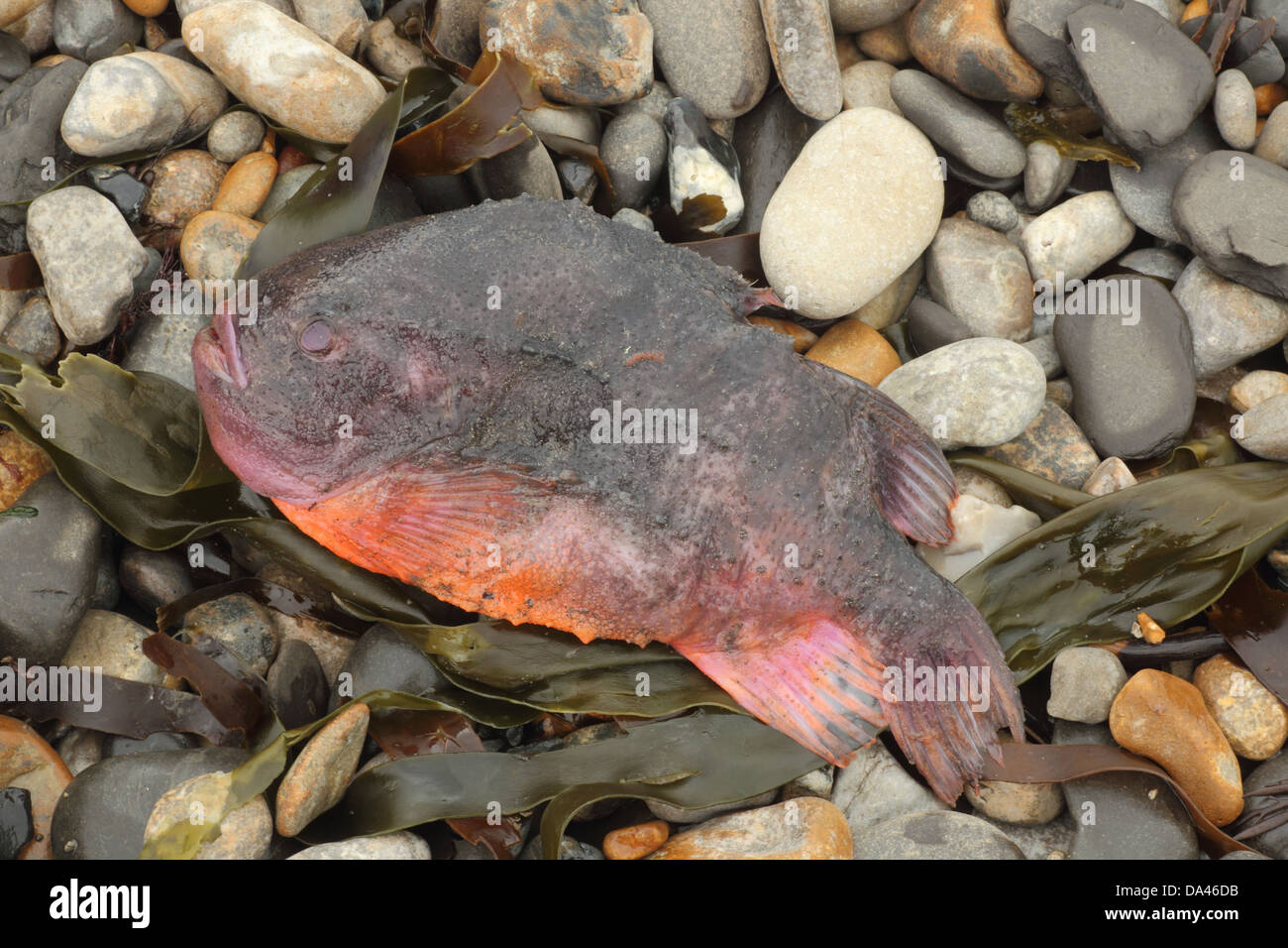 Lumpsucker (Cyclopterus lumpus) dead adult, washed up on beach strandline, Kimmeridge, Isle of Purbeck, Dorset, England, April Stock Photo