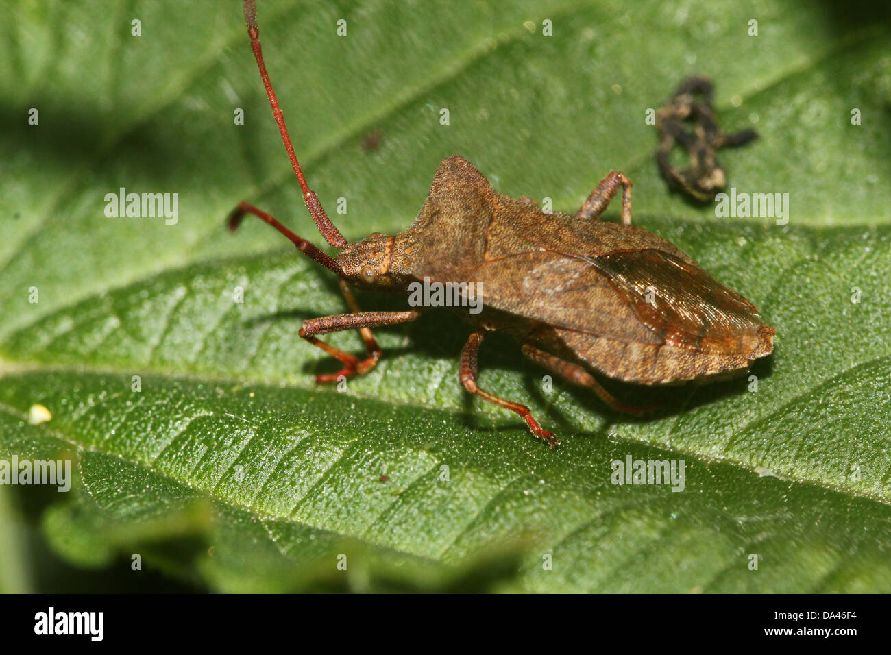 Detailed macro images of the brownish Dock Bug (Coreus marginatus) in both nymph and adult stage (20 images in series) Stock Photo