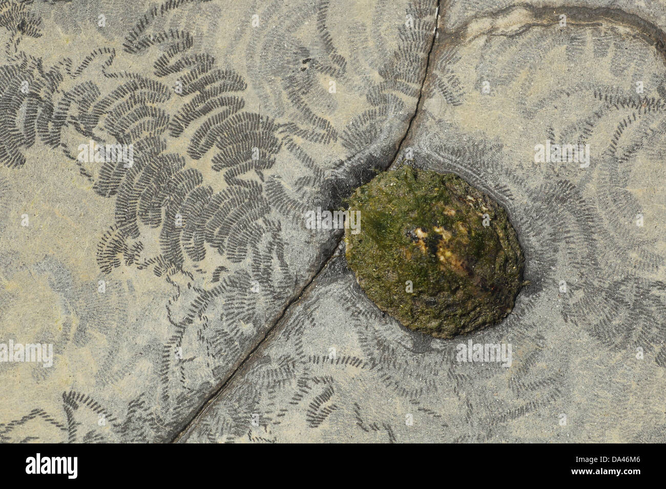 Common Limpet (Patella vulgata) adult, attached to rock with feeding tracks at low tide, Kimmeridge, Dorset, England, April Stock Photo