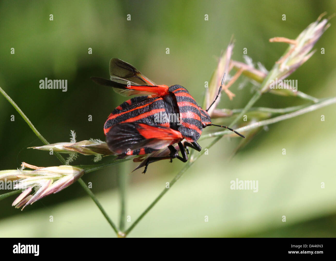 Italian Beetle High Resolution Stock Photography and Images Alamy