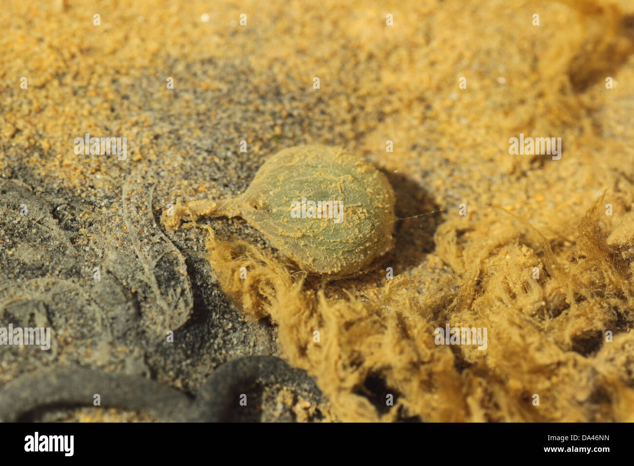 Lugworm (Arenicola marina) egg on beach at low tide, Poole Harbour, Dorset, England, April Stock Photo