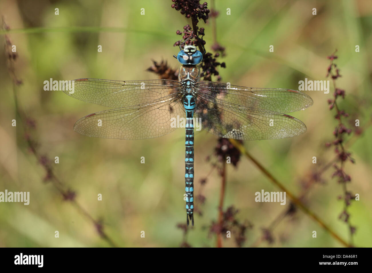 Southern Migrant Hawker (Aeshna affinis) adult male resting formerly an extreme vagrant to Britain but started colonising in Stock Photo