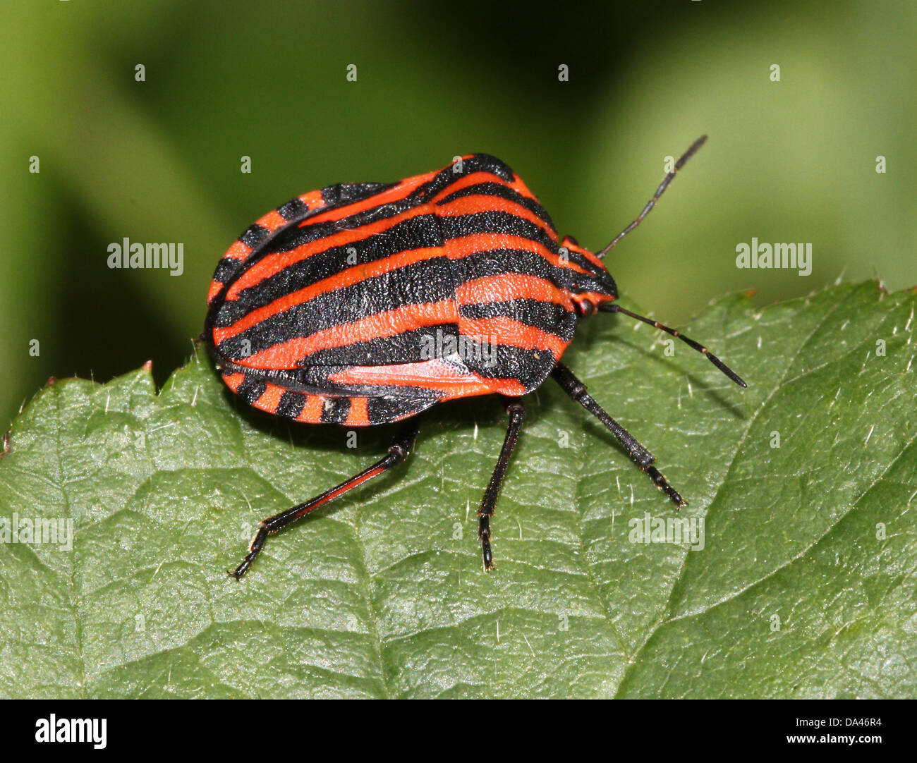 Detailed macro image of the red and black Italian Striped Beetle or