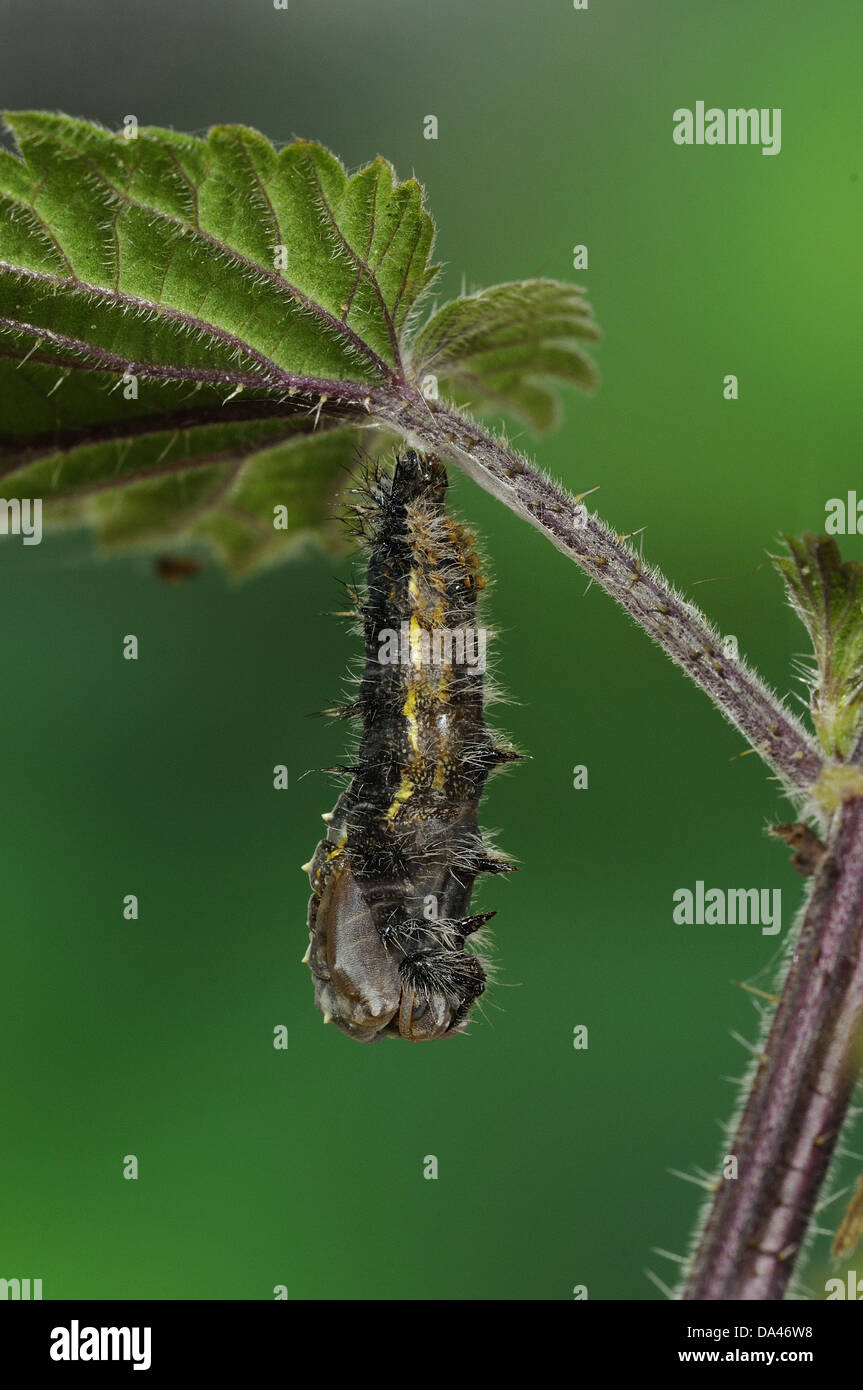 Painted lady larva hi-res stock photography and images - Alamy