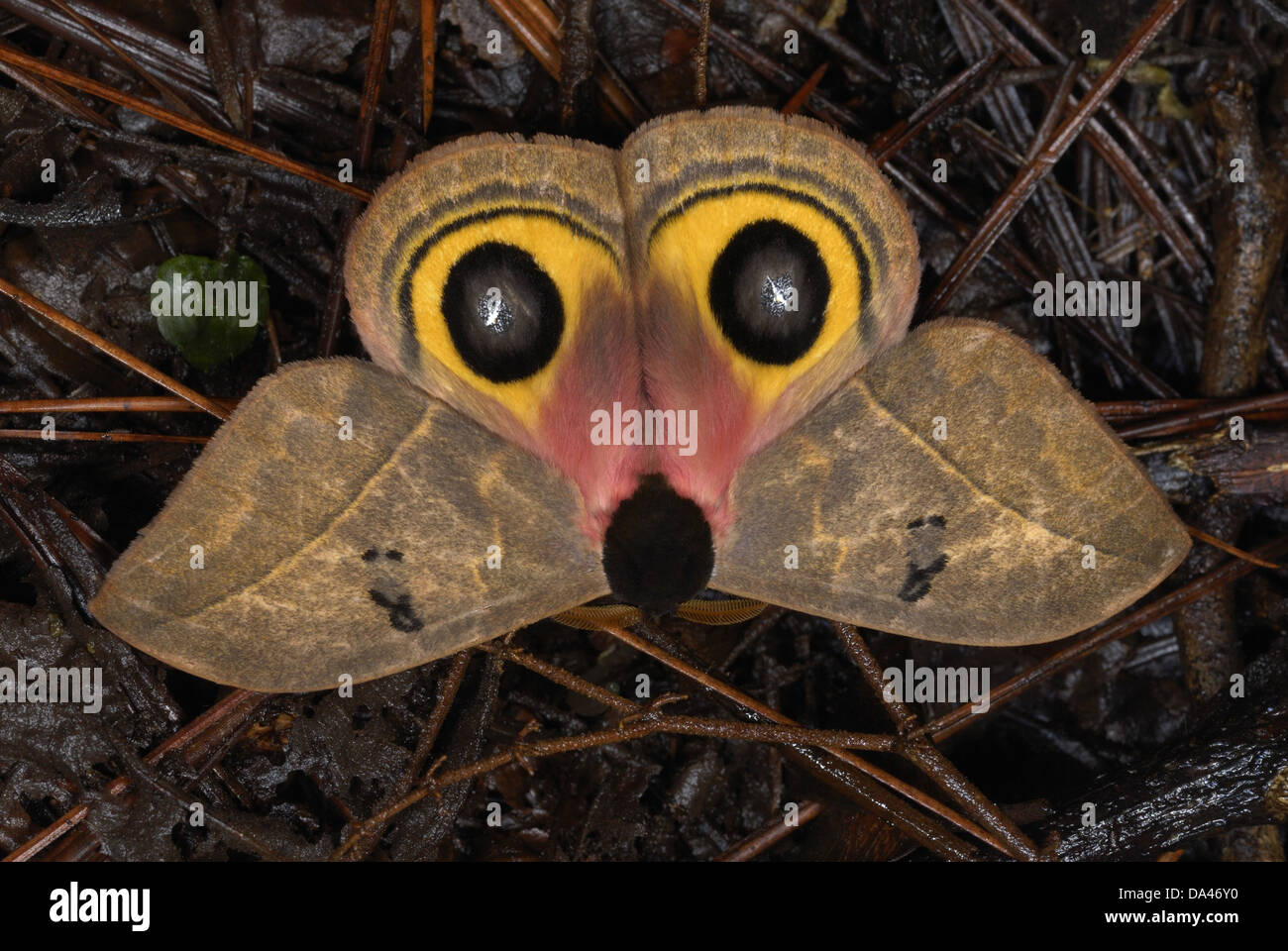 Owl Moth (Automeris belti) adult flashing eyespots and showing 'opossum face' in defense on ground in cloudforest Volcan Arenal Stock Photo