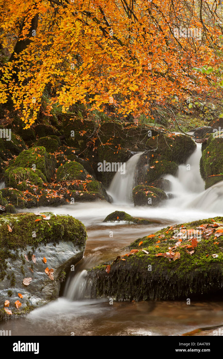 Common Beech (Fagus sylvatica) branches and leaves above small waterfall Hoar Oak Water near Watersmeet North Devon England Stock Photo