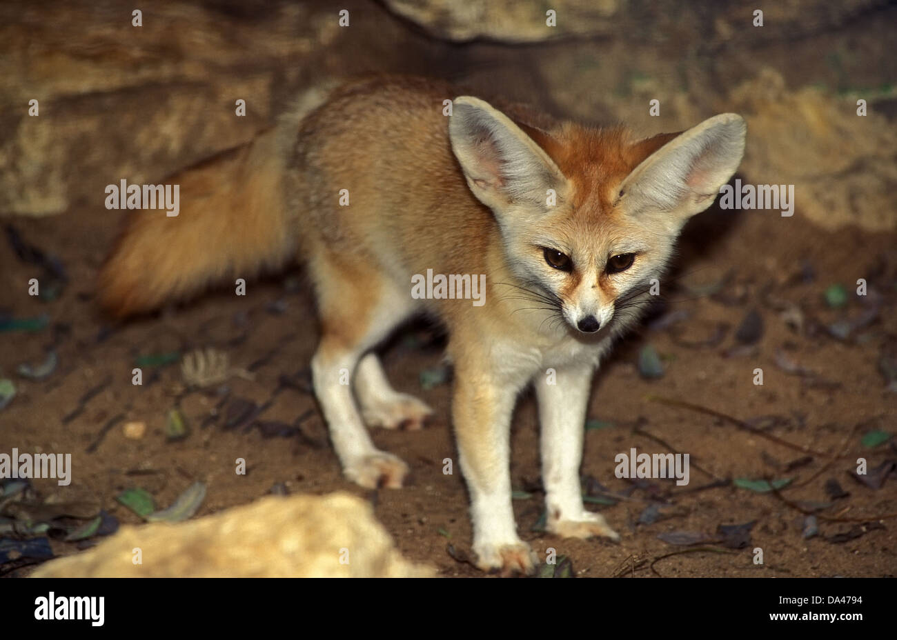 Fennec fox , Fennec, Vulpes zerda Stock Photo Alamy