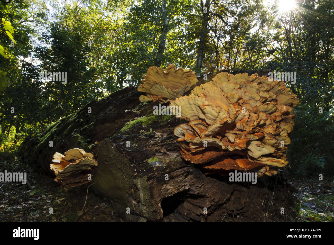 Chickenofthewoods (Laetiporus sulphureus) fruiting bodies large
