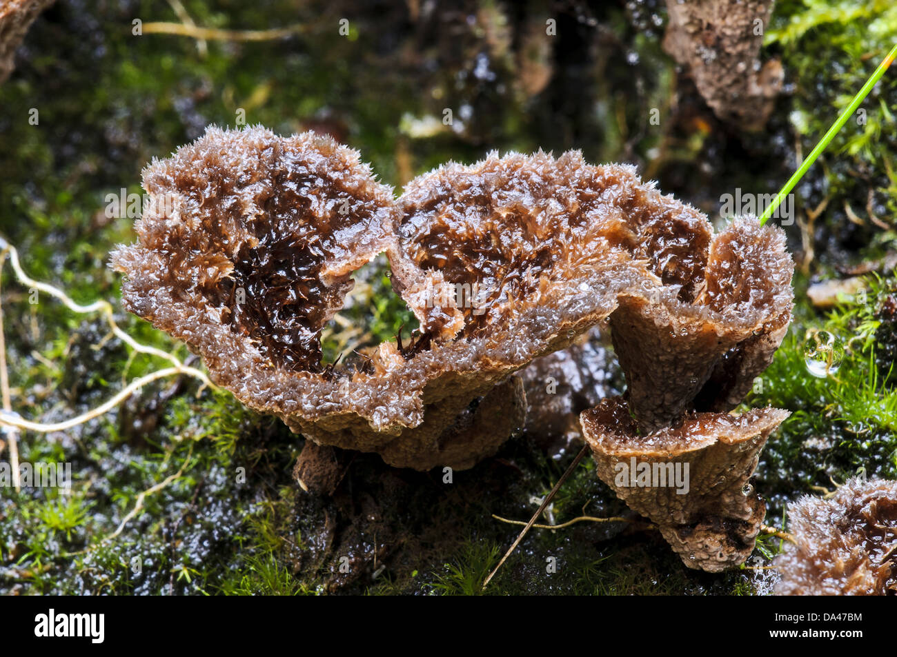 Earth Fan (Thelephora terrestris) fruiting bodies, Clumber Park, Nottinghamshire, England, October Stock Photo