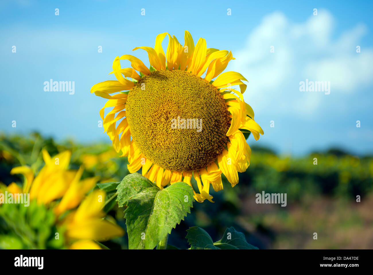 Sunflowers in Texas Sunshine Stock Photo Alamy