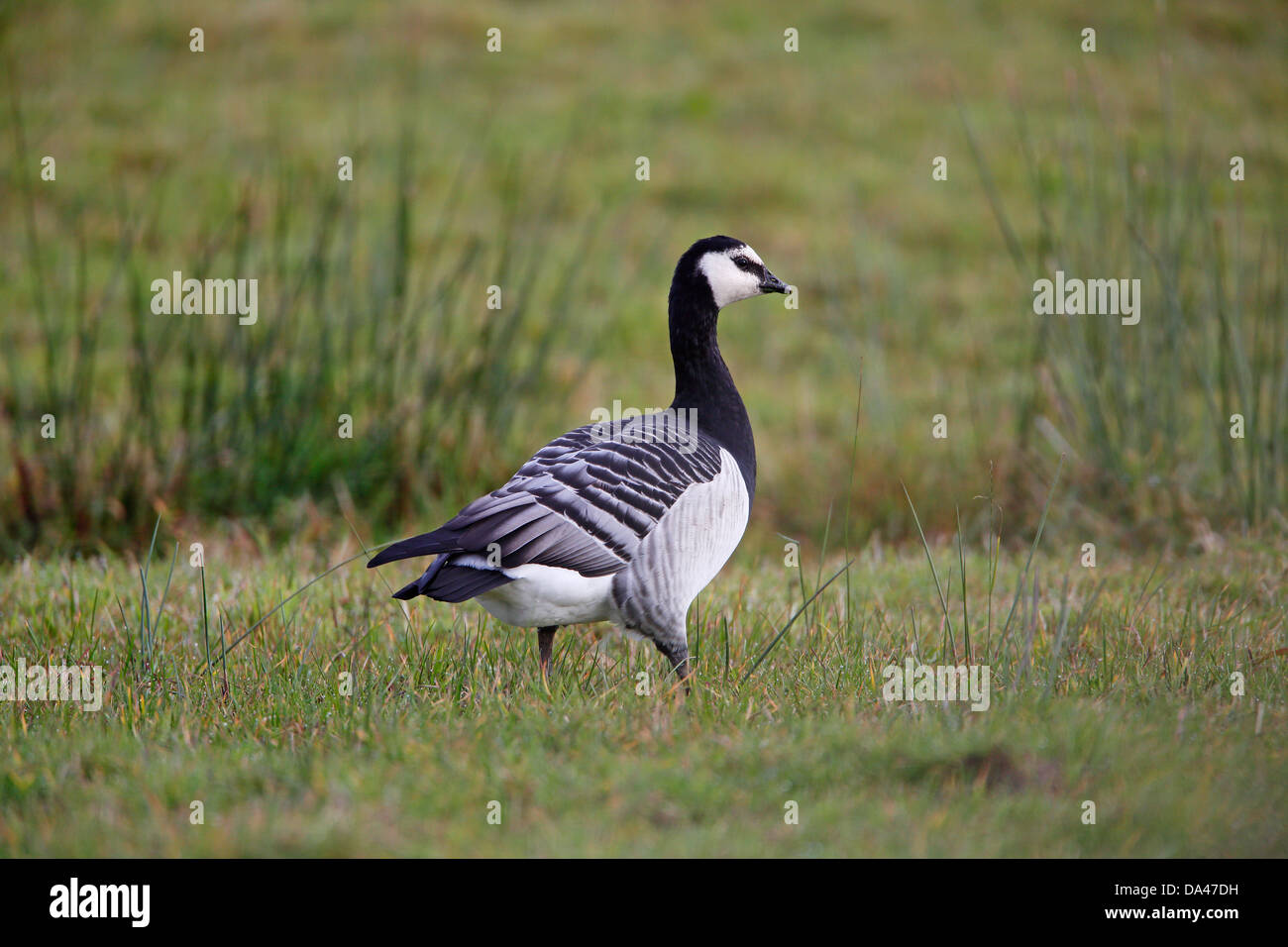 Goose Uk Rspb Barnacle Goose (Branta leucopsis) at Loch Gruinart RSPB reserve Islay ...