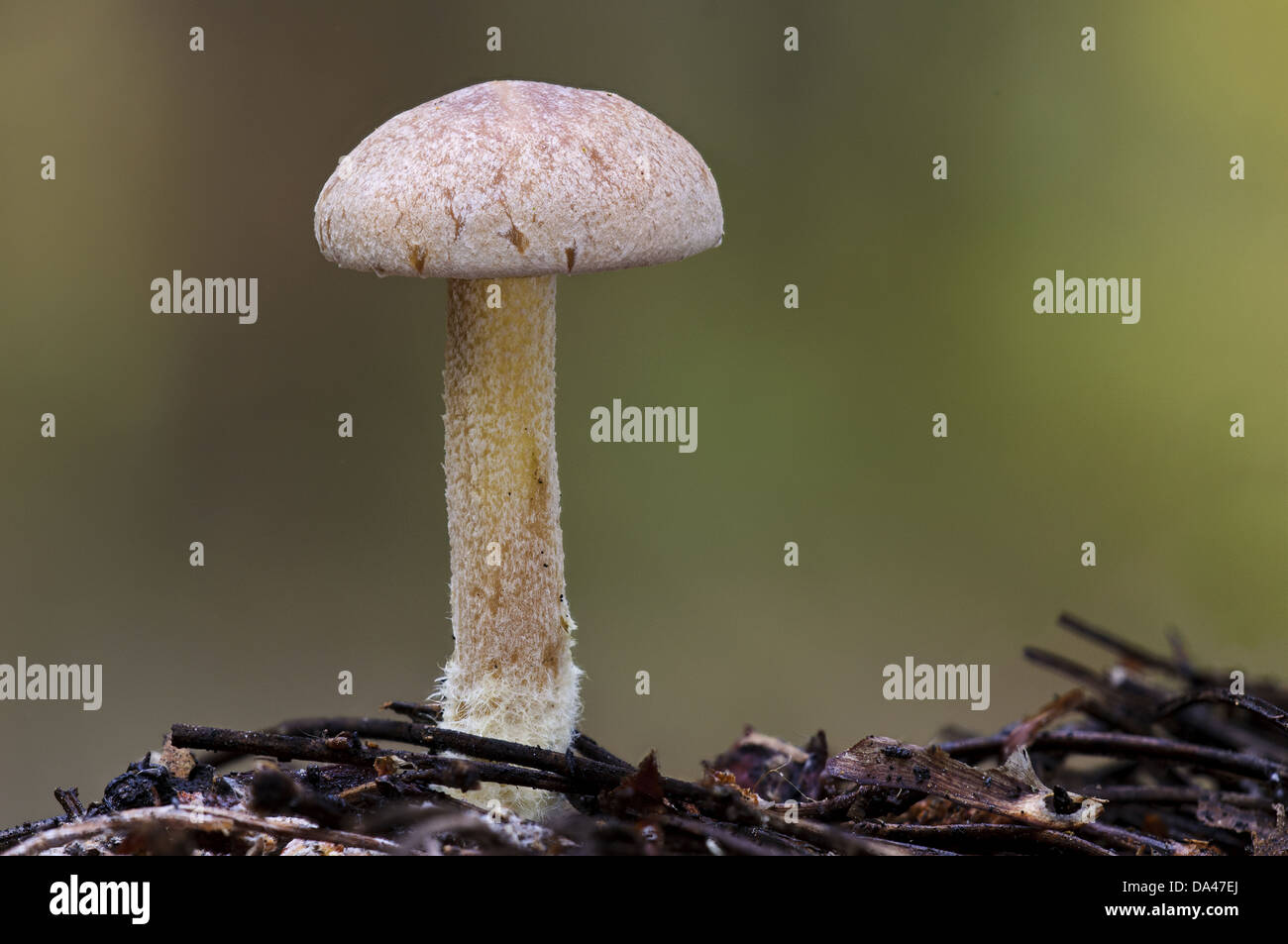 Wood Woolly-foot (Gymnopus peronatus) fruiting body showing hairy base to stipe from which it gets name Clumber Park Stock Photo