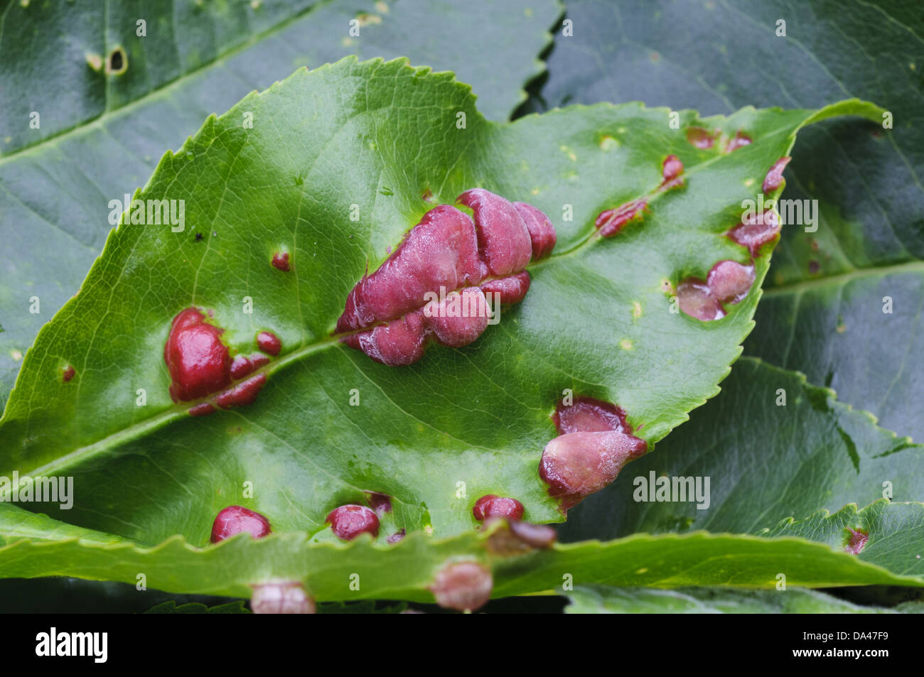 Fungus (Taphrina sp.) gall, abnormal outgrowth on diseased leaf, Clumber Park, Nottinghamshire, England, October Stock Photo
