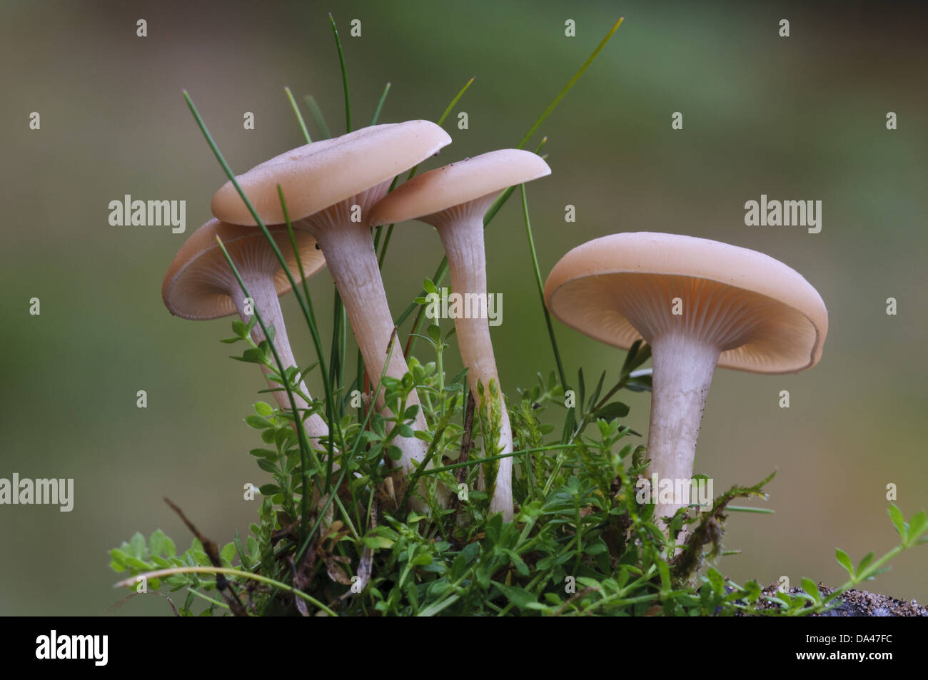 Funnel Cap (Clitocybe metachroa) four fruiting bodies, Clumber Park, Nottinghamshire, England, October Stock Photo