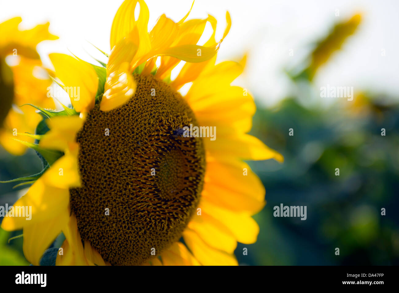 Sunflowers in Texas Sunshine Stock Photo Alamy