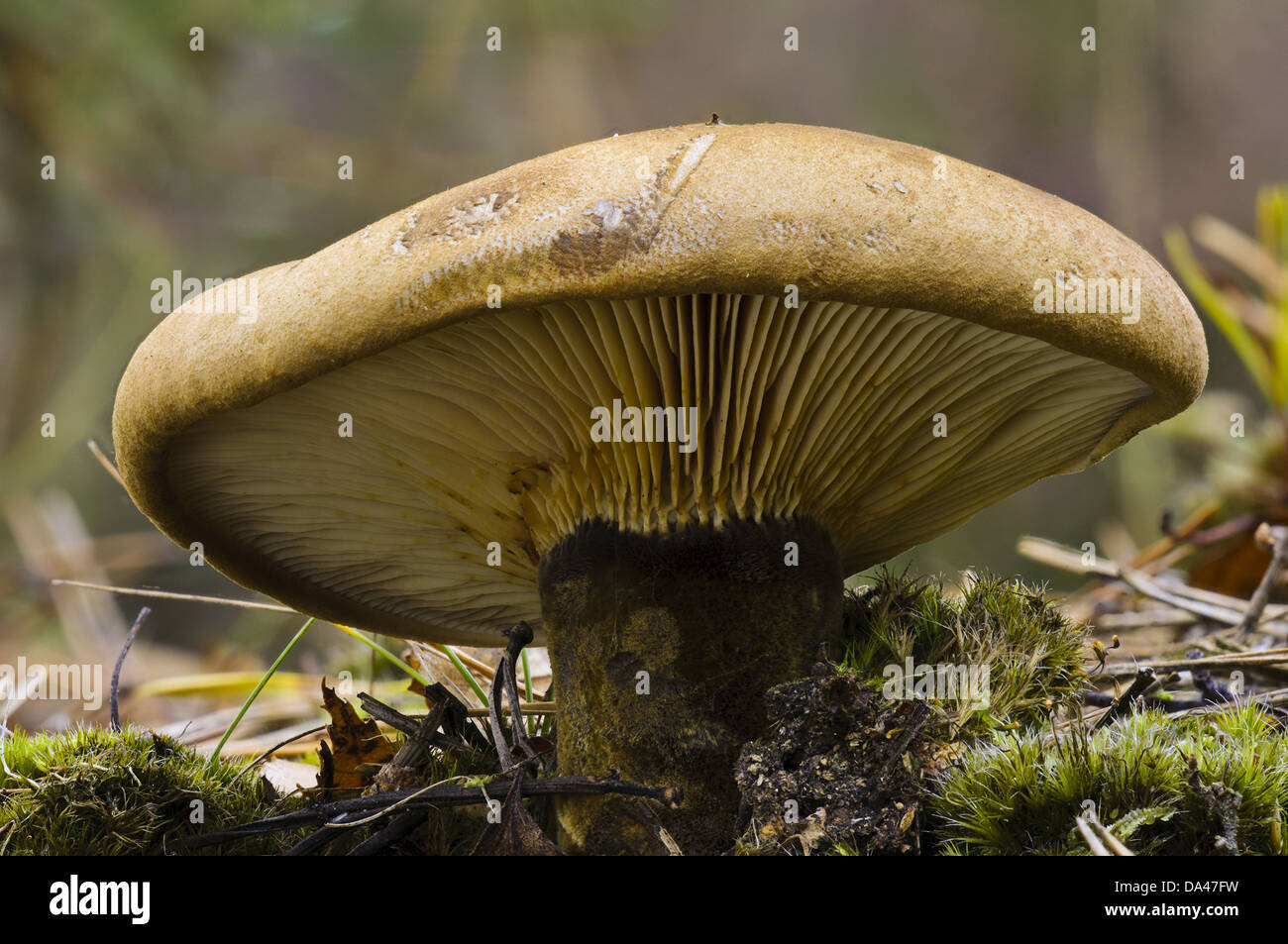 Velvet Roll-rim (Tapinella atrotomentosa) fruiting body, Clumber Park, Nottinghamshire, England, October Stock Photo
