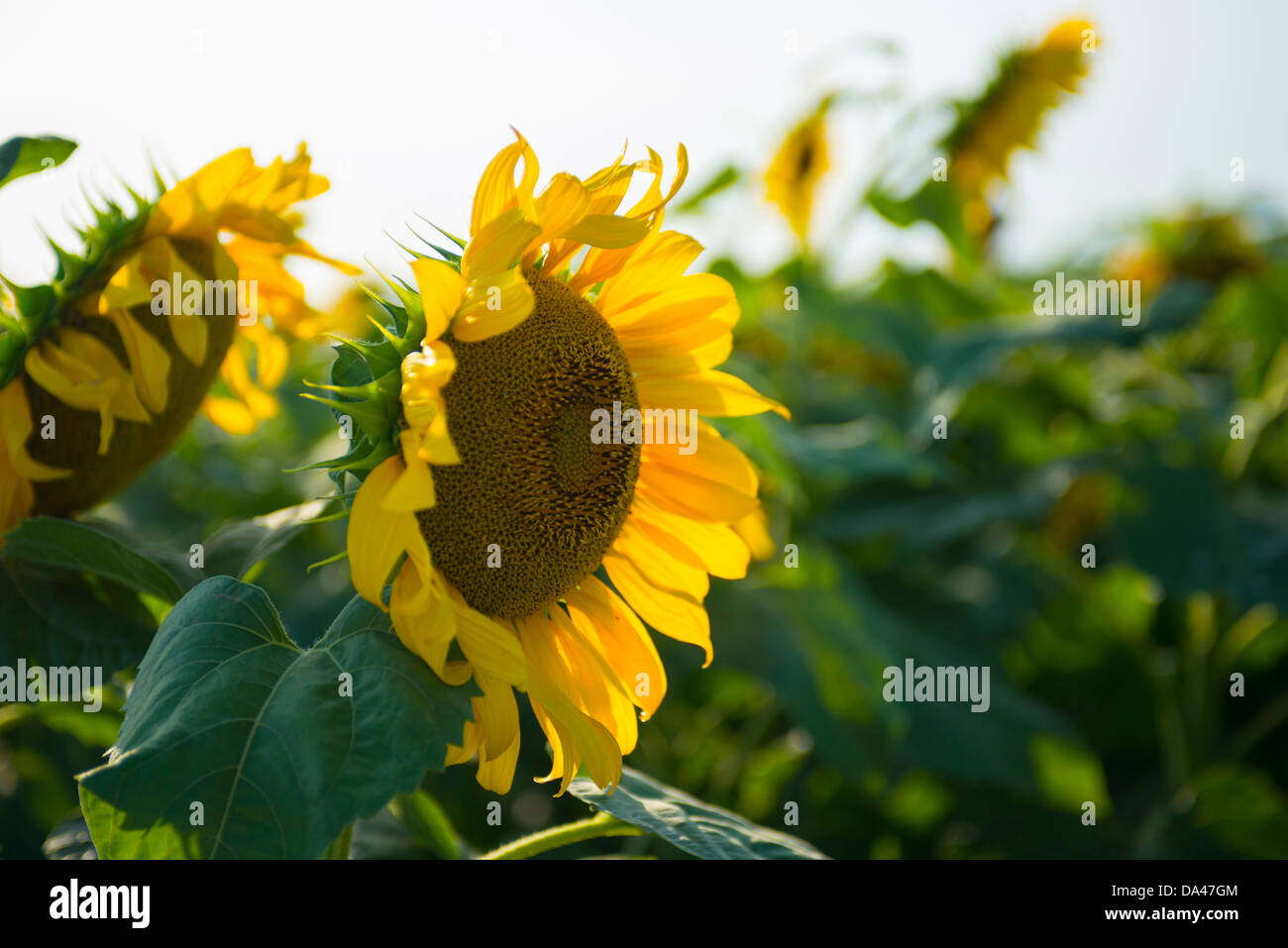 Sunflowers in Texas Sunshine Stock Photo Alamy