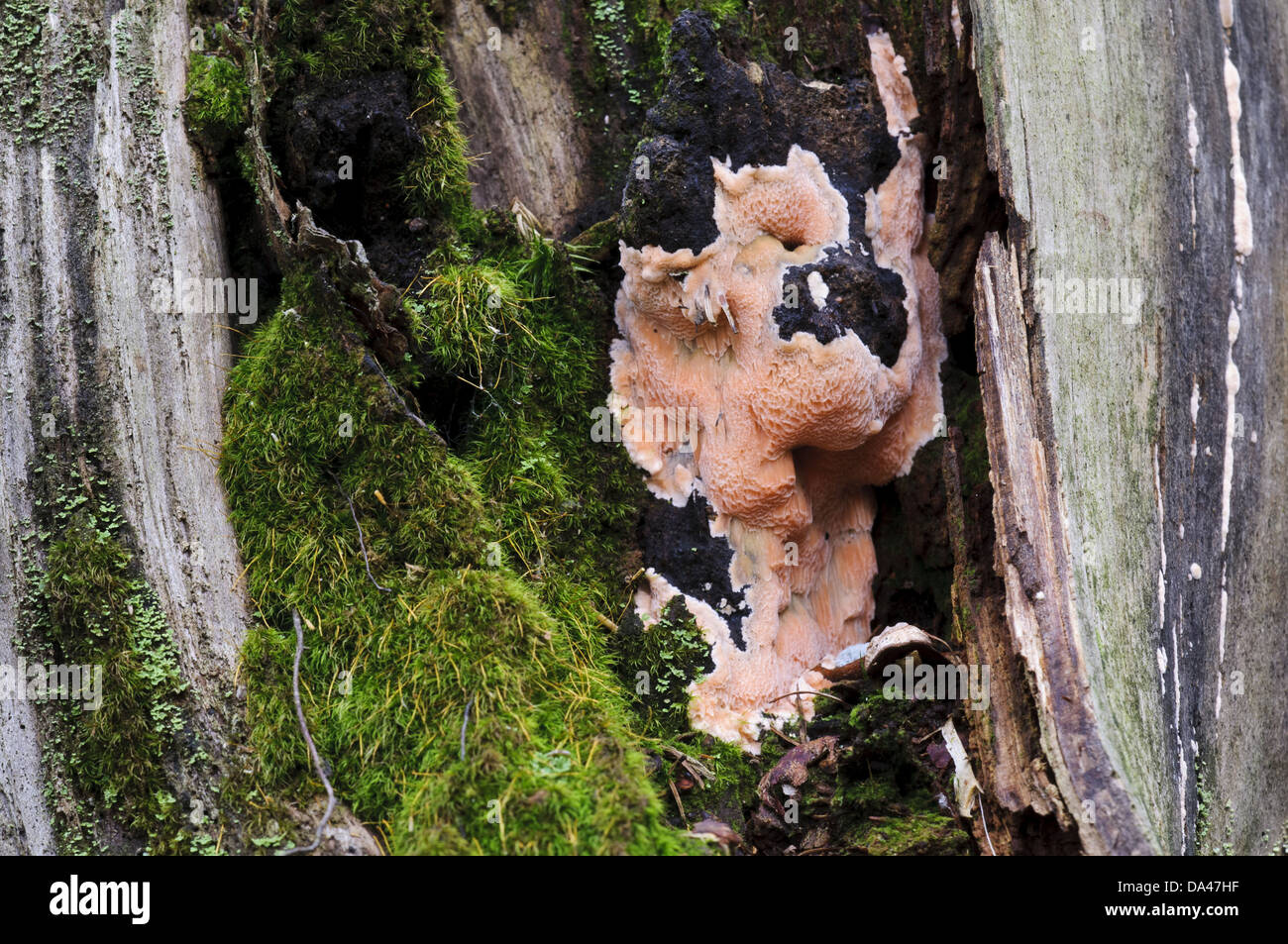 Brown-rot (Postia placenta) growing over decaying tree stump, Clumber Park, Nottinghamshire, England, October Stock Photo