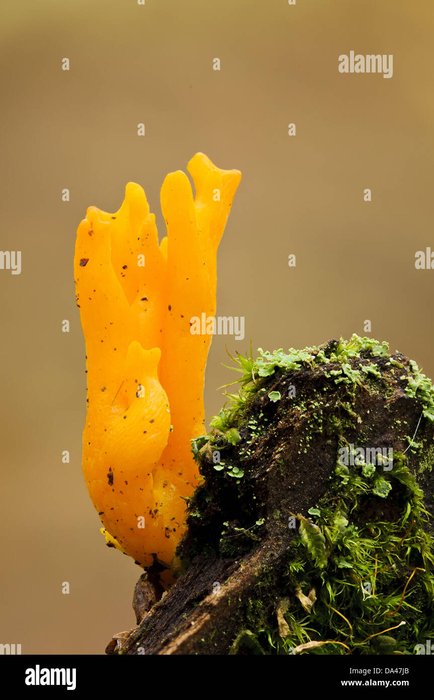 Yellow Stagshorn Fungus (Calocera viscosa) fruiting body growing from decaying wood Clumber Park Nottinghamshire England October Stock Photo