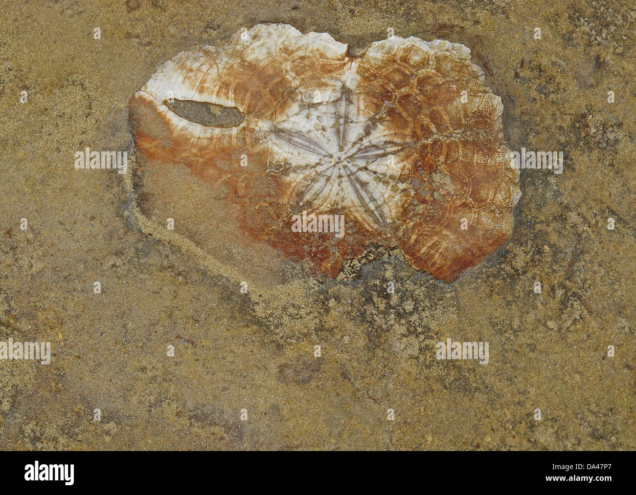 Marine invertebrate fossil, exposed in eroded coastal rock, Yehliu