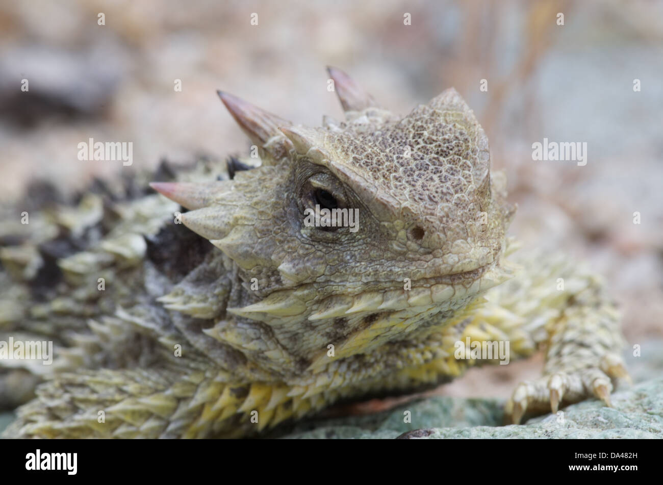 A Blainville's Horned Lizard (Phrynosoma blainvillii) on a dry rocky