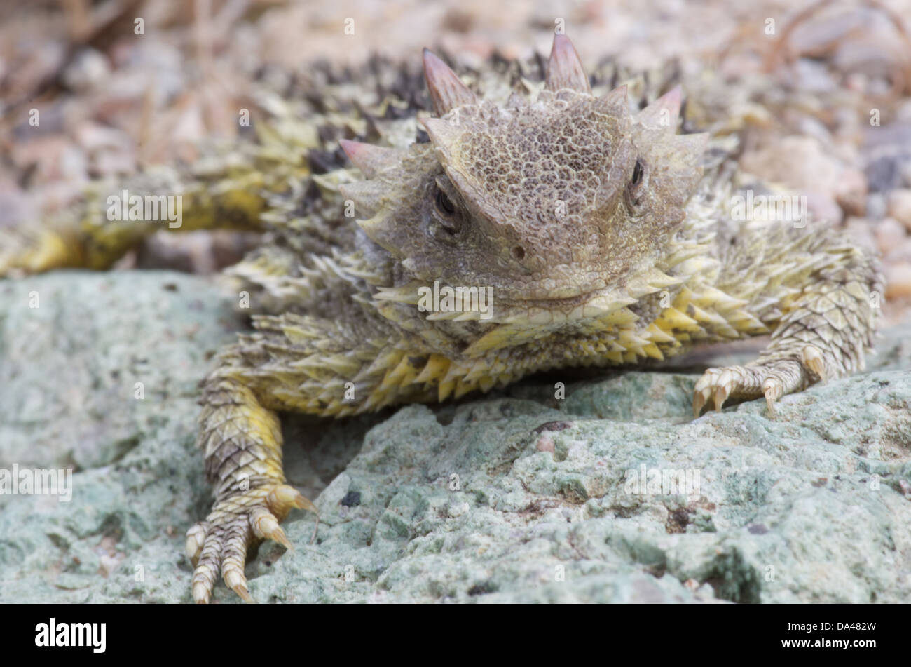 A Blainville's Horned Lizard (Phrynosoma blainvillii) on a dry rocky
