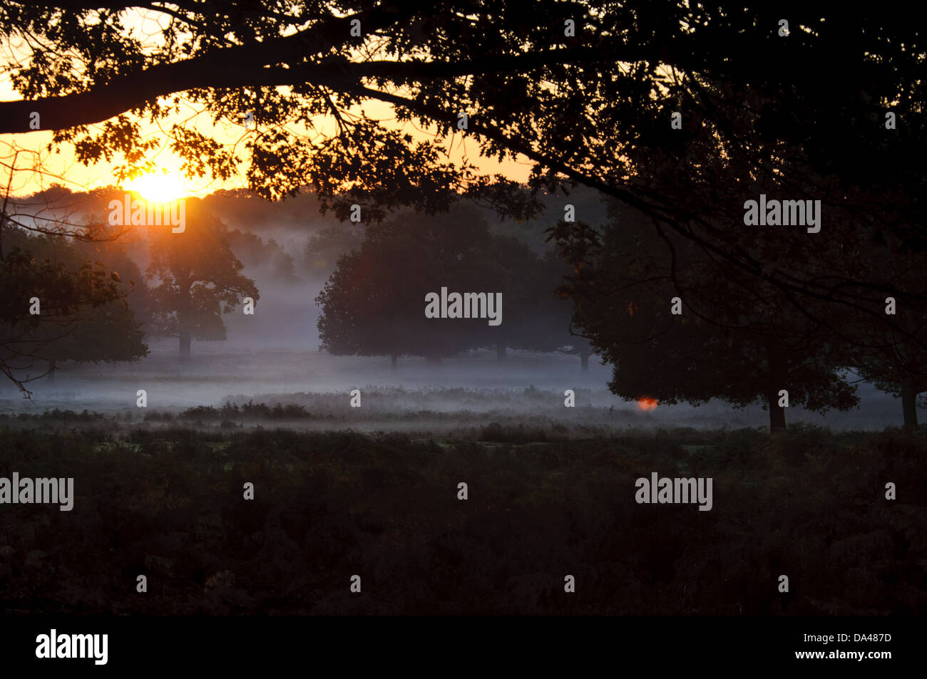 View of misty parkland habitat at sunrise, Richmond Park, London, England, October Stock Photo