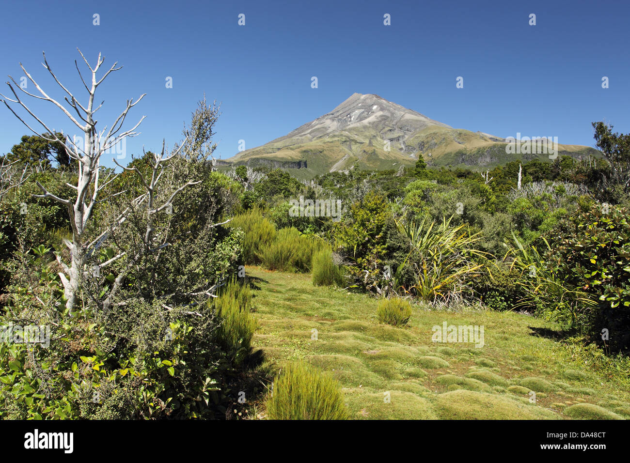 Vegetation on approach to base of stratovolcano, Mount Taranaki, Egmont N.P., Taranaki, North Island, New Zealand, February Stock Photo