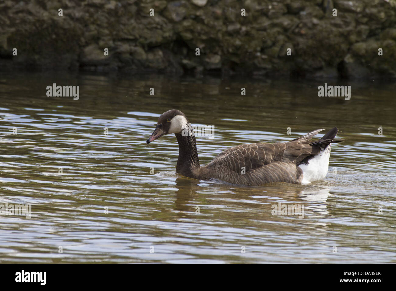 A crossbreed between a Greylag and Canada Goose Stock Photo