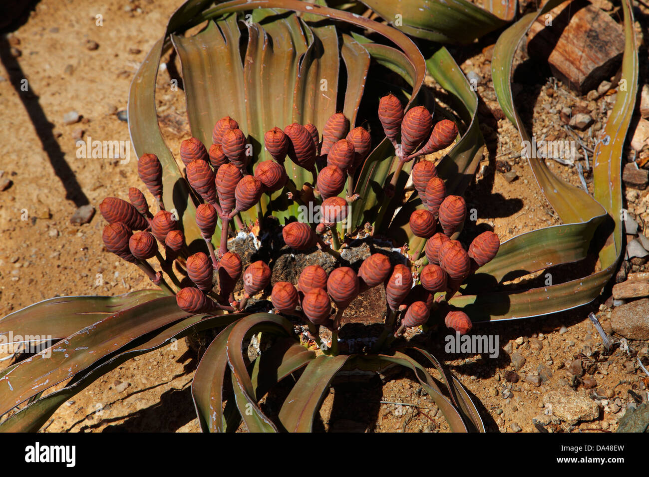 Cones on female Welwitschia plant at the Petrified Forest, Damaraland, Namibia, Africa Stock Photo
