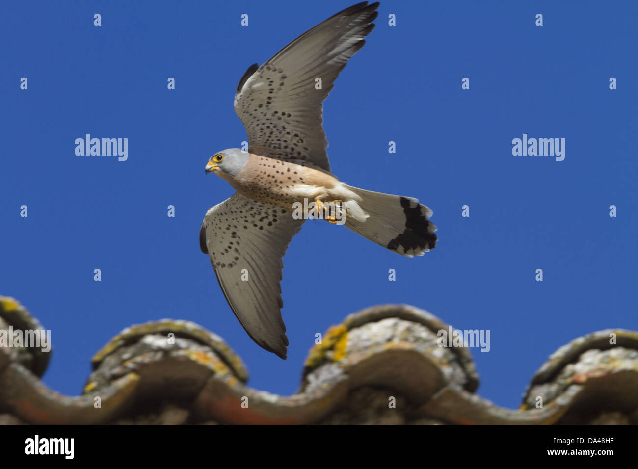 Lesser Kestrel male in flight carrying a prey item - Extremadura Spain. Stock Photo