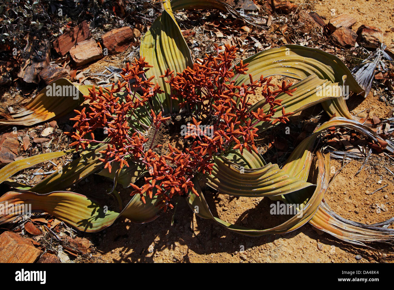 Cones on male Welwitschia plant at the Petrified Forest, Damaraland, Namibia, Africa Stock Photo