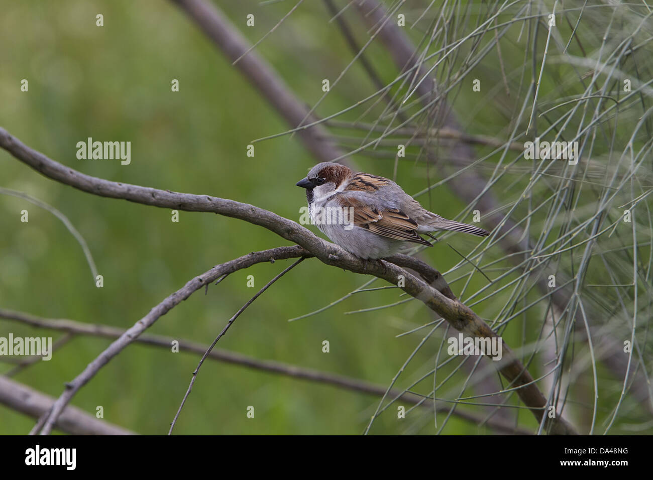 House Sparrow Male Stock Photo - Alamy