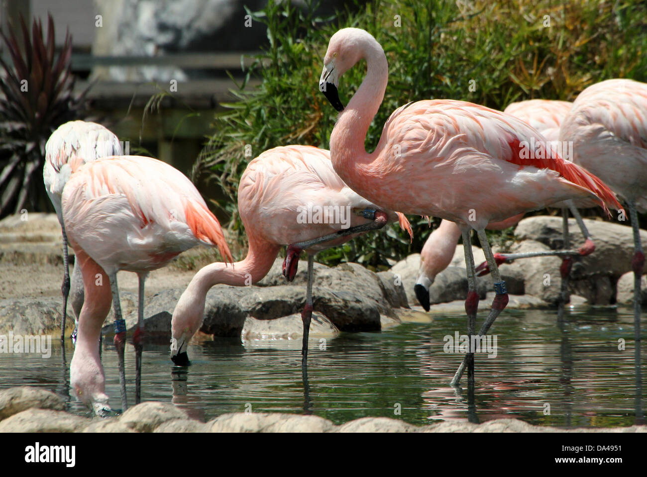 Large group of South American / Chilean Flamingos (Phoenicopterus chilensis) in Bioparc Valencia zoo, Spain Stock Photo