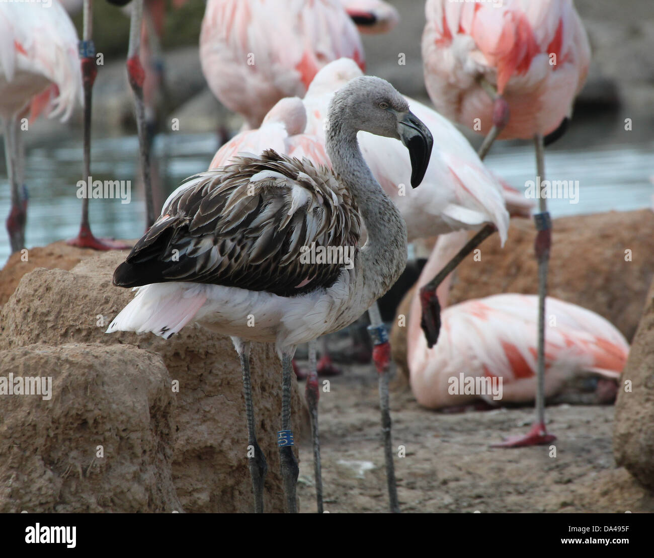 Juvenile South American / Chilean Flamingos (Phoenicopterus Stock Photo