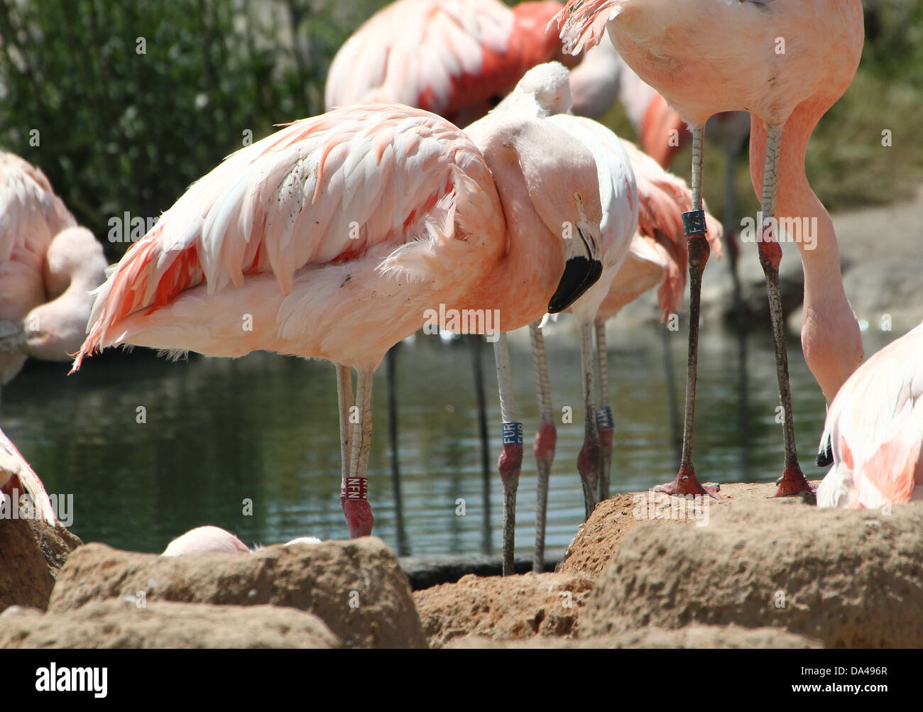 Large group of South American / Chilean Flamingos (Phoenicopterus chilensis) in Bioparc Valencia zoo, Spain Stock Photo