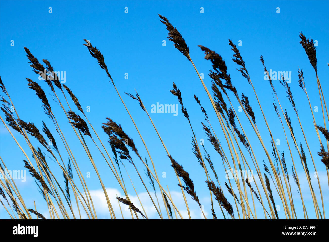 Reeds blowing in the wind with a bright blue sky Stock Photo Alamy