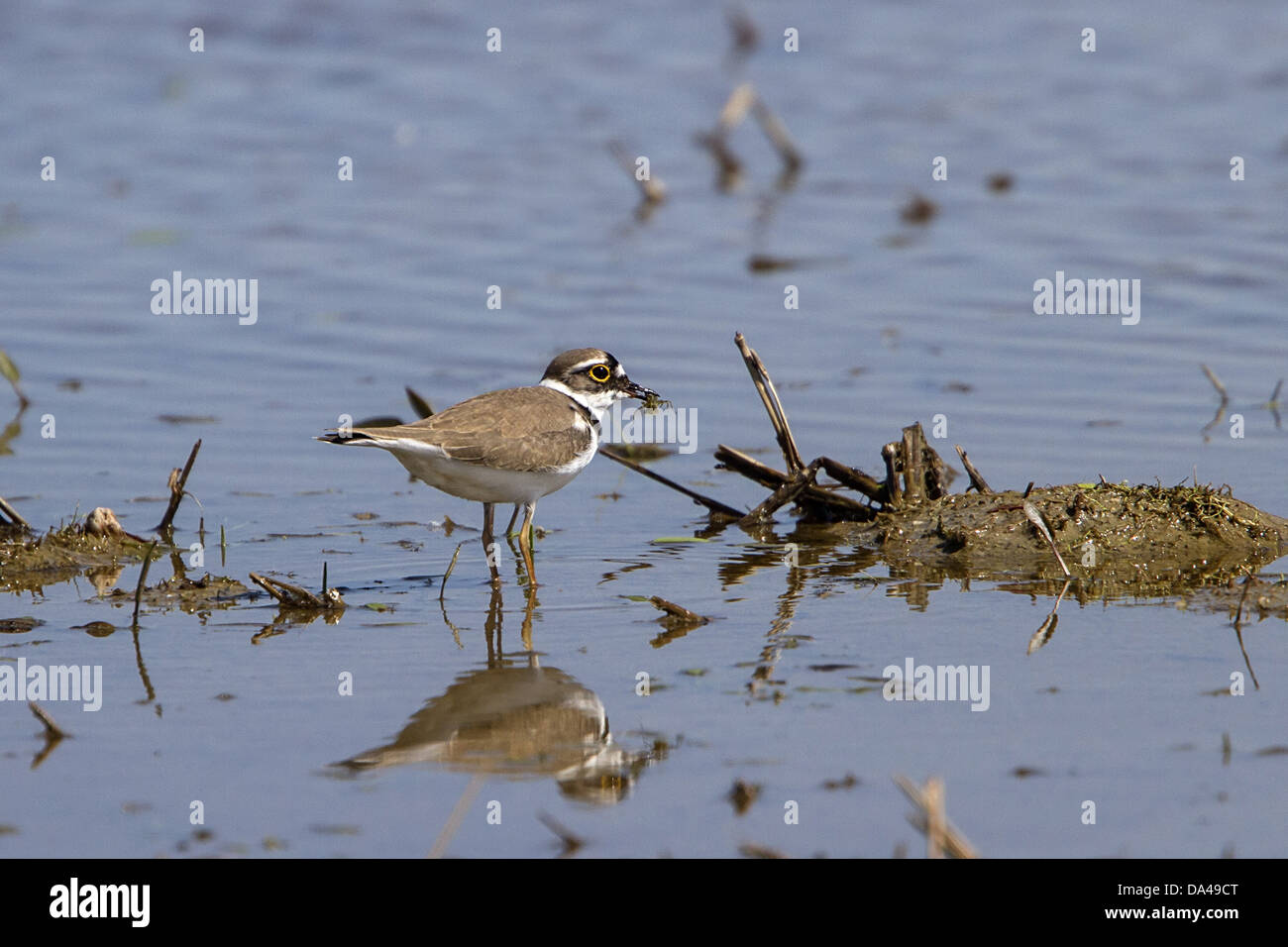 Little ringed Plover with prey item. Stock Photo