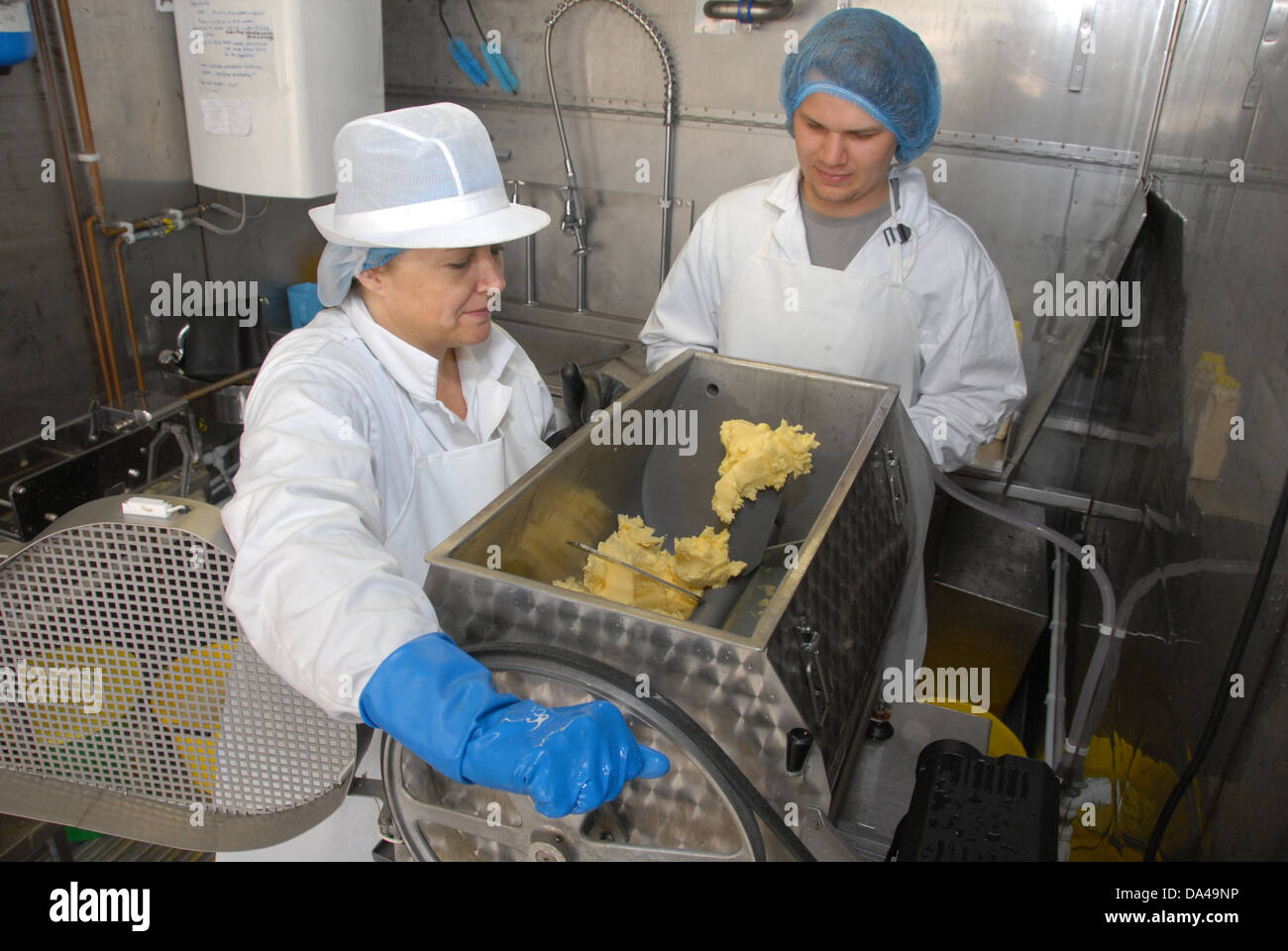 Workers using churn making organically made butter from unpasteurized milk on organic dairy farm Hook and Son Longleys Farm Stock Photo