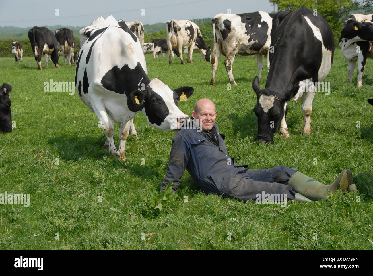 Dairy farmer Steve Hook with Friesian cows in herd on organic dairy farm featured in 'The Moo Man' documentary film Hook and Stock Photo