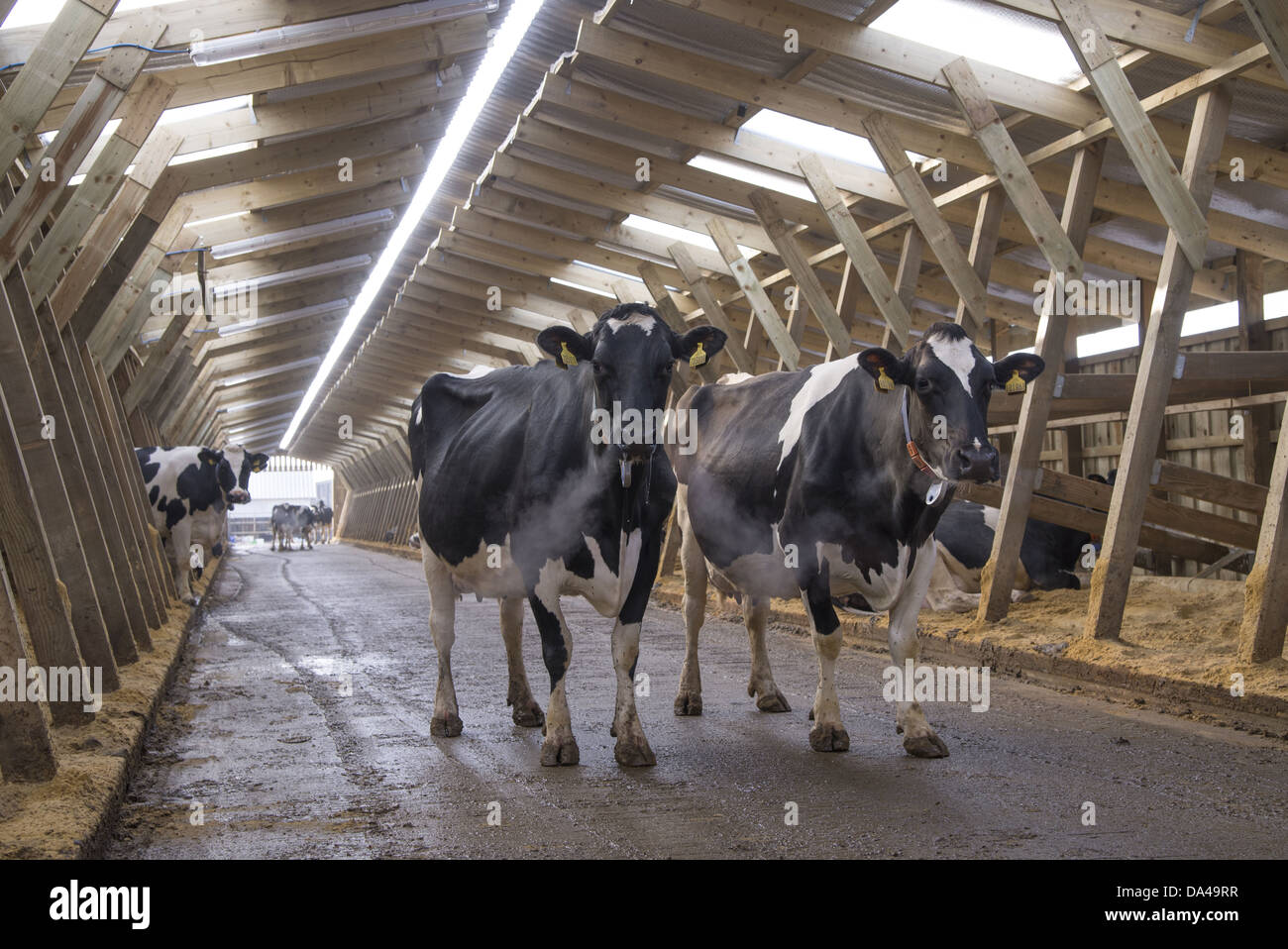Dairy farming, Holstein dairy cows, standing in wooden cubicle house