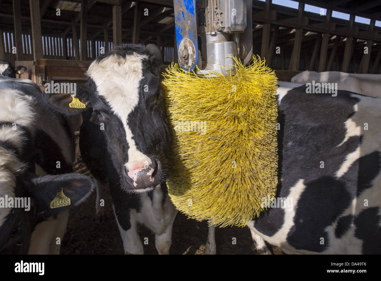 Dairy farming, Holstein dairy cows, using cow brush in wooden cubicle