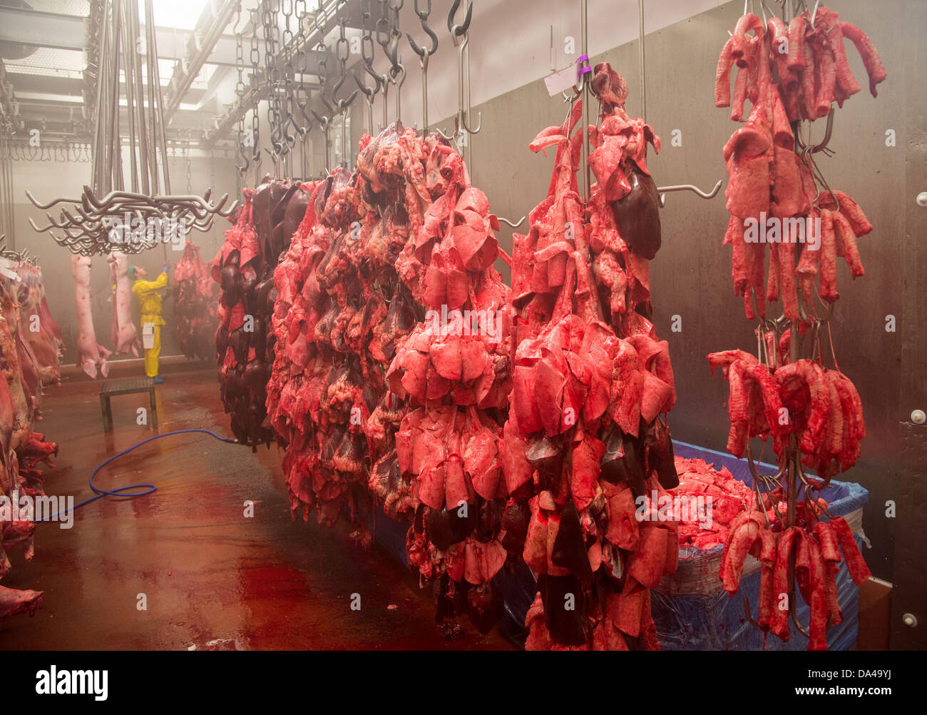 Pig offal hanging in abattoir, Yorkshire, England, February Stock Photo