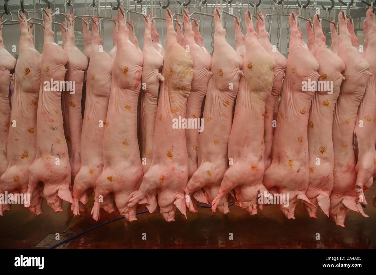 Pig carcases hanging in abattoir, Yorkshire, England, February Stock Photo