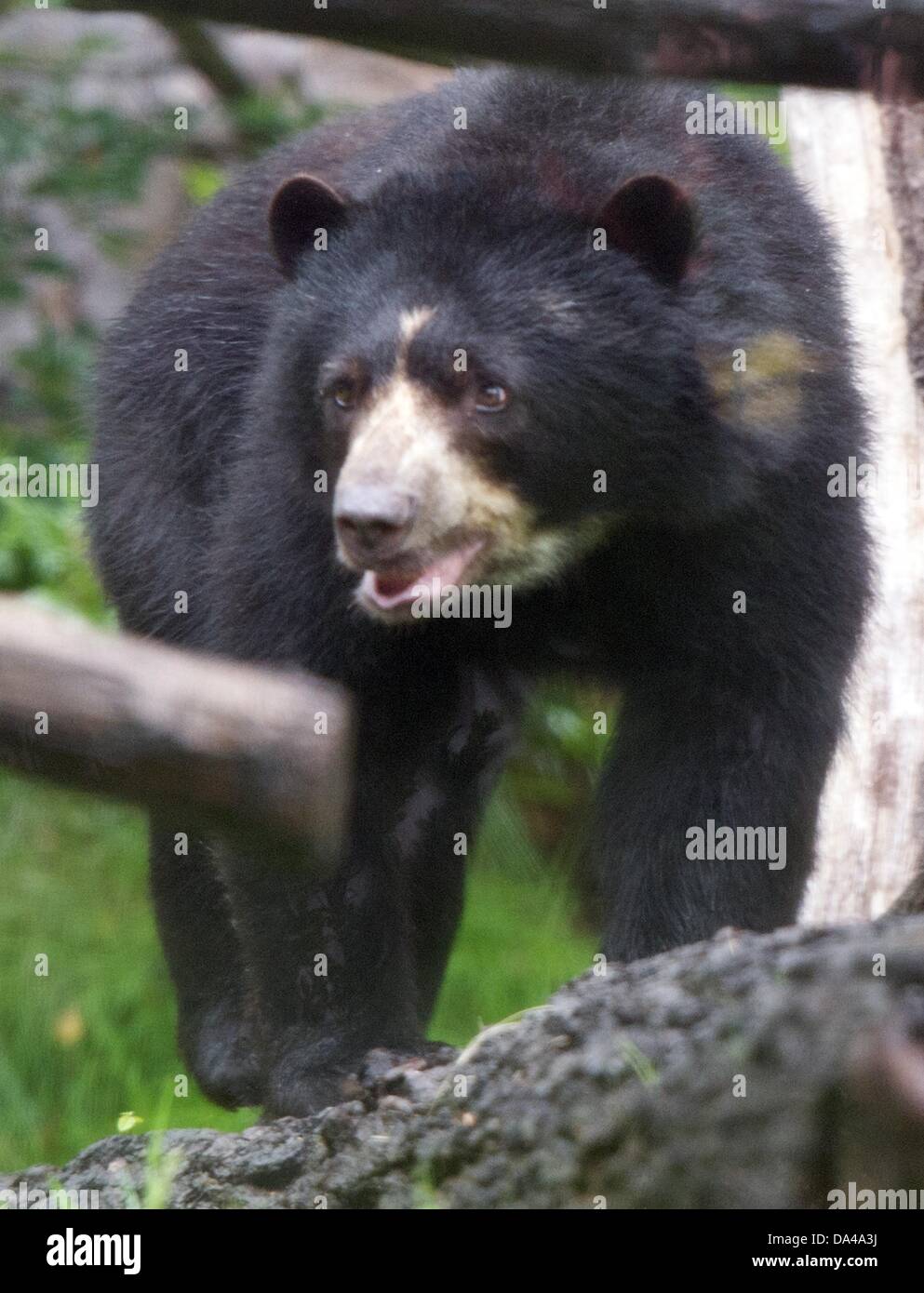 Spectacled bear "Cashu" explores her new home in "Ukumari Land" at the zoo in Frankfurt Main, Germany, 03 July 2013. The new bear facility is meant to attract more visitors to the zoo after a couple years of reconstruction. Photo: BORIS ROESSLER Stock Photo