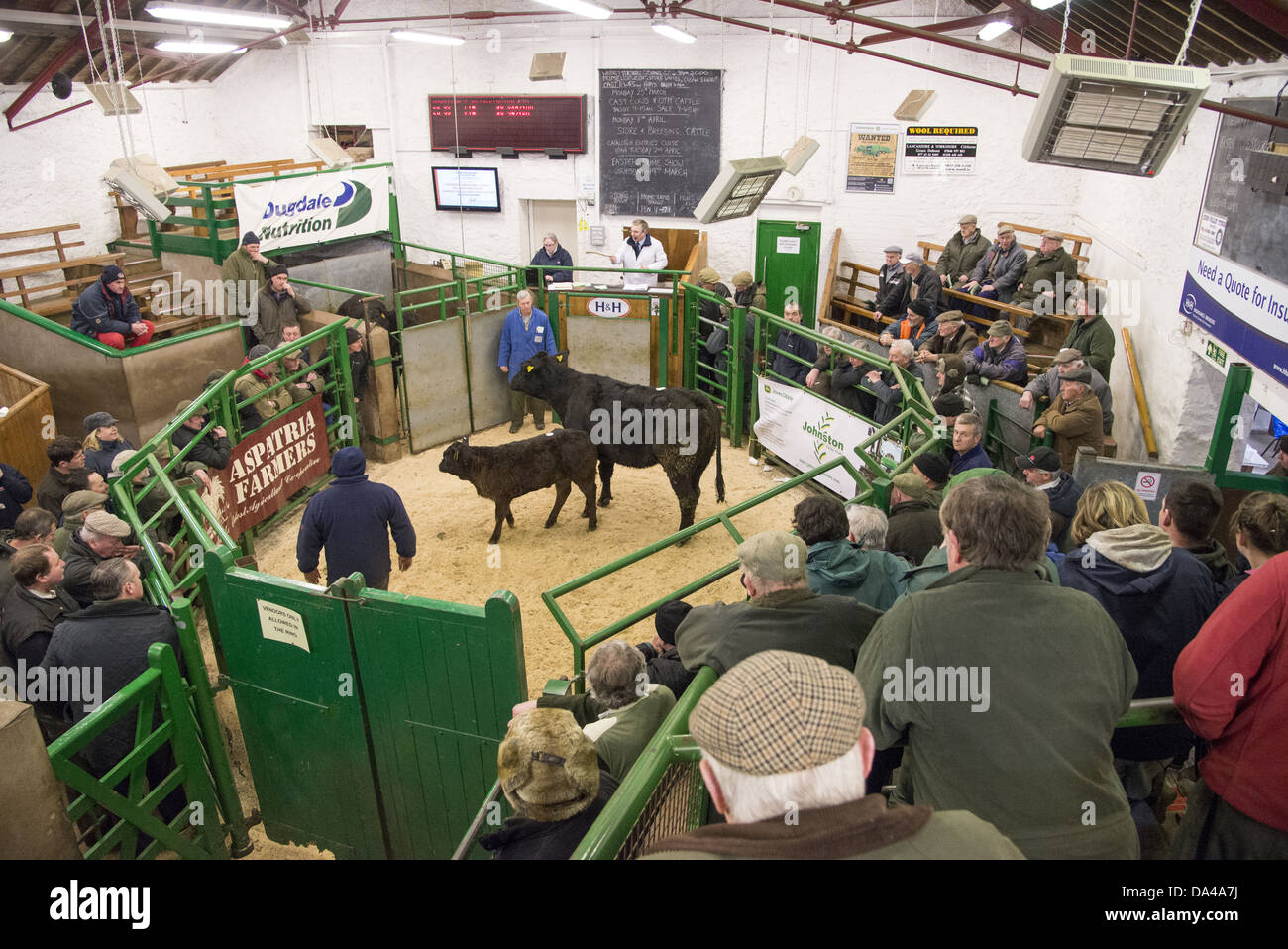Livestock market, selling cow and calf in auction ring, Kirkby Stephen