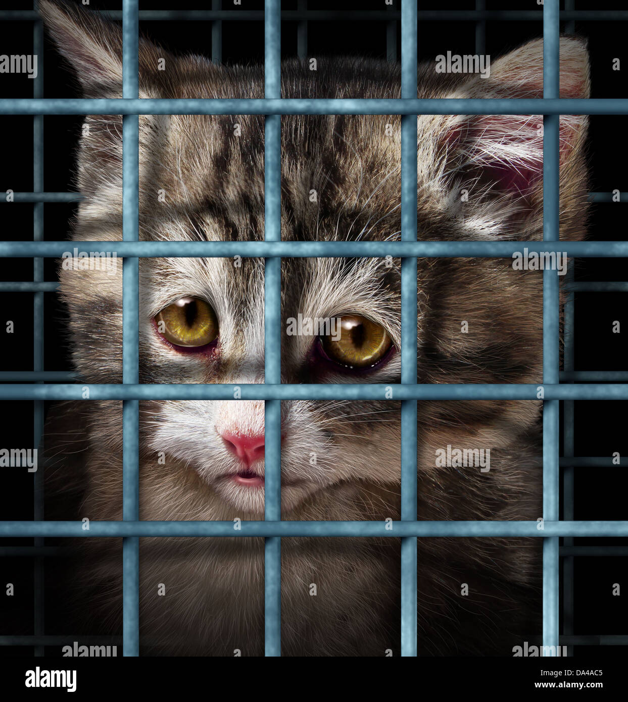 Pet adoption concept for orphaned and unwanted animals as cats or dogs caged in a shelter for pets represented by a sad cute kitten behind metal prison bars. Stock Photo